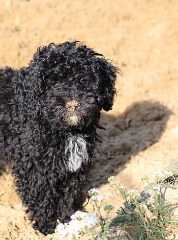 poodle-nose-black-young-animal-royalty-free-thumbnail.jpg