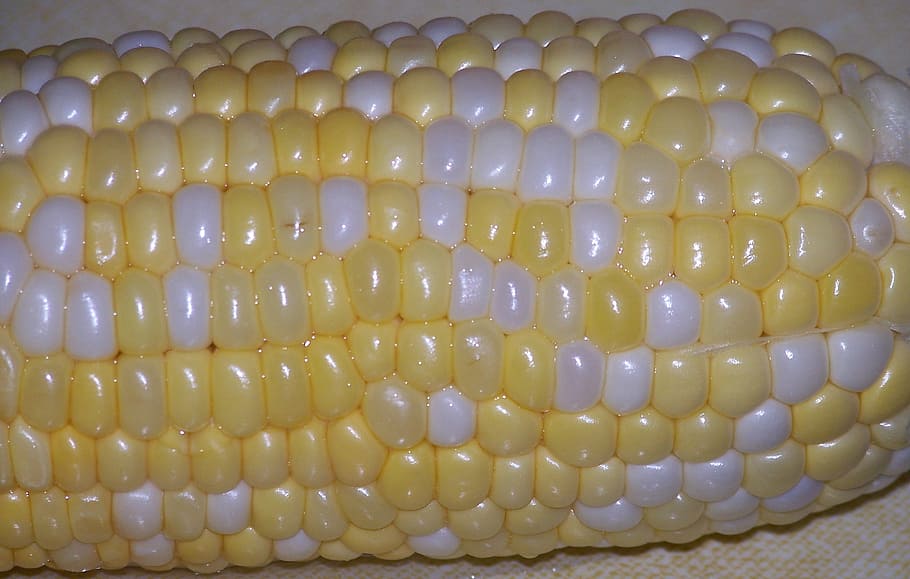 Corn, Cob, Ear, Food, Vegetable, corn, cob, summer, healthy, maize, fresh