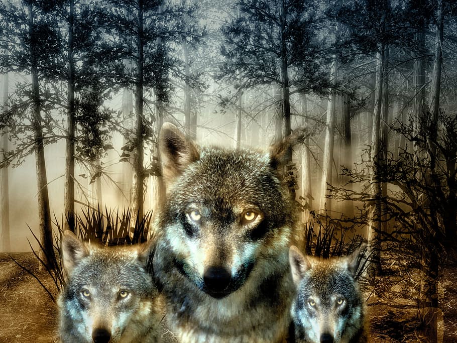 ilustração de três lobos, lobo, floresta, filhotes, animal selvagem, caçador, carnívoro, peludo, mundo animal, fotografia da vida selvagem