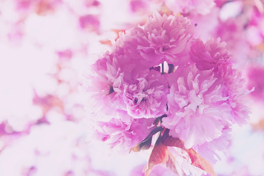 flowers, nature, blossoms, petals, leaves, stems, pink, lilac, purple, still