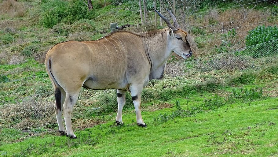 eland, antelope, oryx, hoofed, horns, herbivore, african, wildlife, horned, savannah
