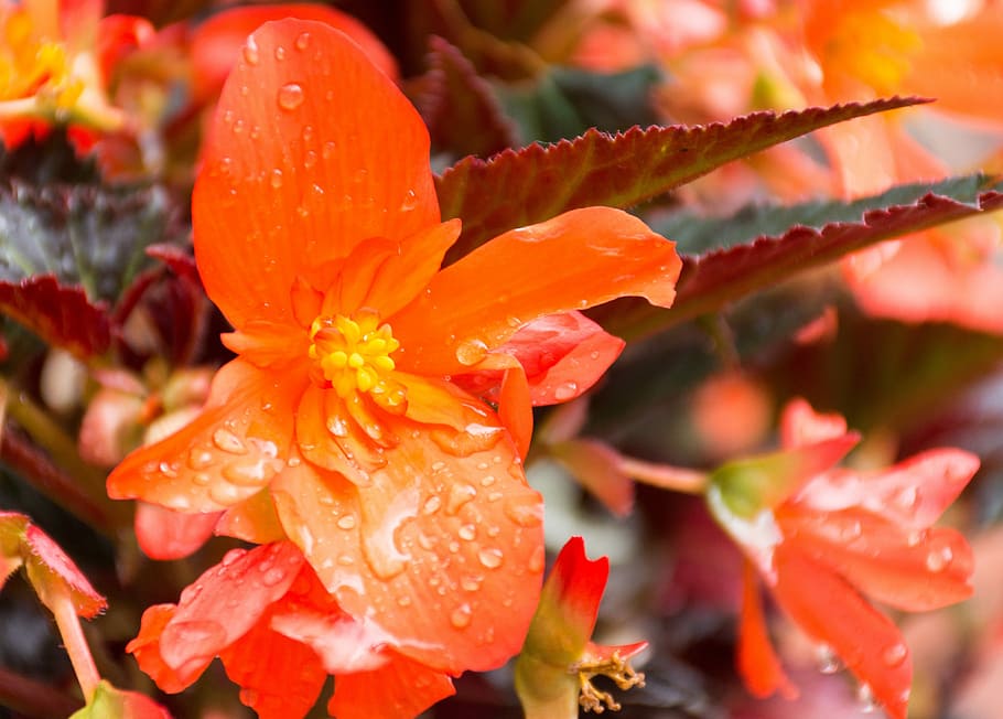 Unstoppable, Upright, Fire, Begonia, unstoppable upright fire, flower, bright, balcony plant, colorful, begoniaceae