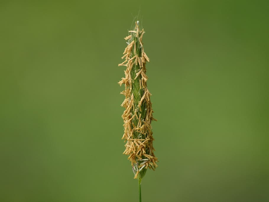 Blade Of Grass, Ear, Close, Macro, grass ear, grass seed, nature, green color, cereal plant, plant