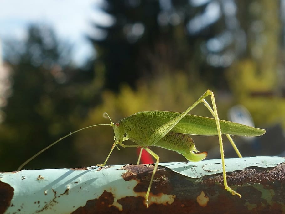 grasshopper, katydid, long probe shrink, insect, animal, close, nature, leaf, wildlife, animal themes