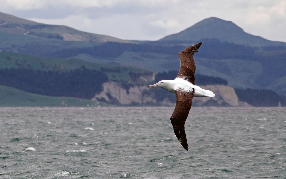 Northern royal albatross, albatross, Diomedea sanfordi, bird, flying, mountain, animals in the wild, animal wildlife, animal, animal themes