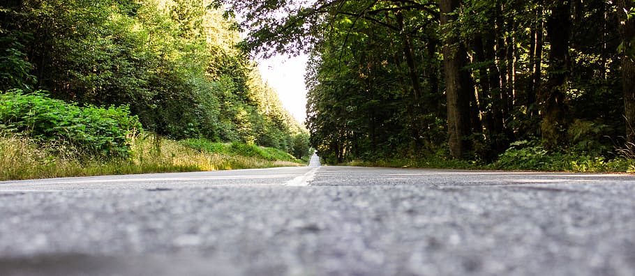 low, angle photography, road, trees, nature, landscape, forest, green, scenic, summer