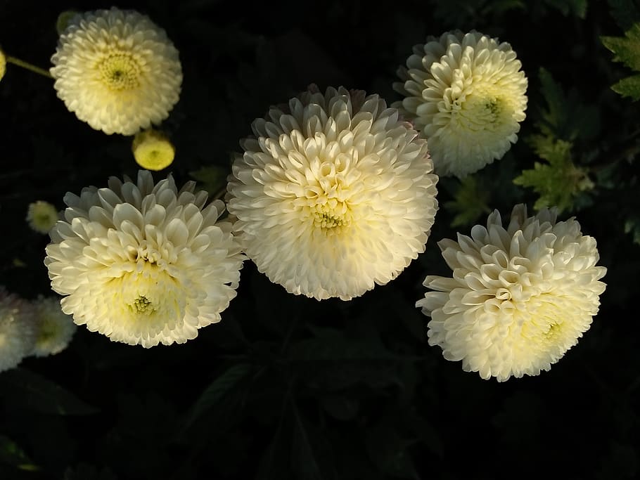 chrysanthemum, white, dark, color, flower, flowering plant, vulnerability, fragility, beauty in nature, plant