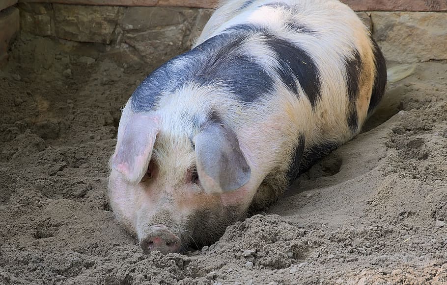 domestic pig, black and white, old variety, in the dirt, pig, wallow, outdoor, mammal, animal themes, animal