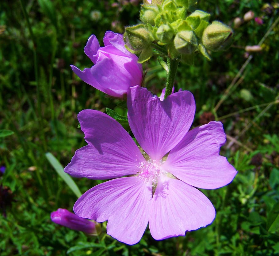 Цветы луговые фиолетовые фото с названиями
