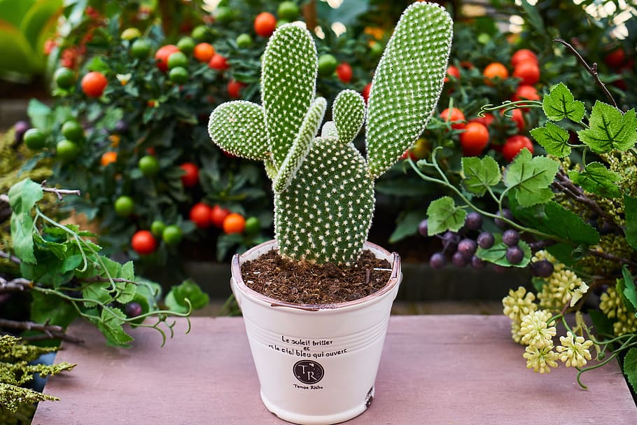 closeup, green, prickly, pear cactus plant, white, planter, flowerpot, flower, cactus, dea