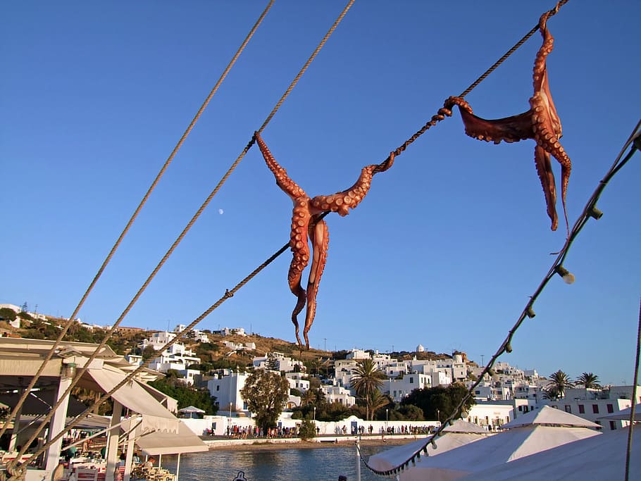 squid, octopus, dry, mykonos, greece, cyclades, island, holiday, tourism, hanging