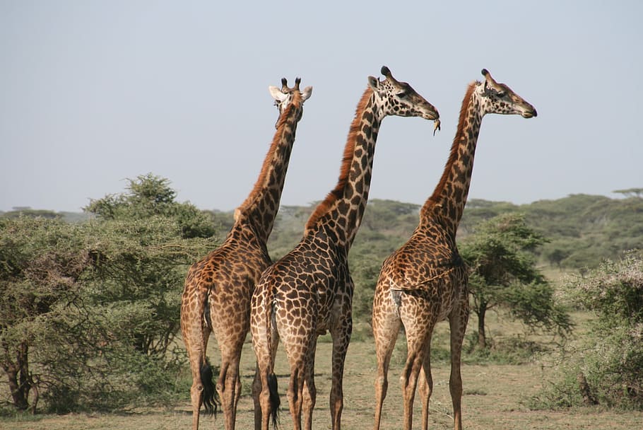 three giraffes, giraffe, africa, tanzania, wild, savannah, animal, safari, wild animal, bush