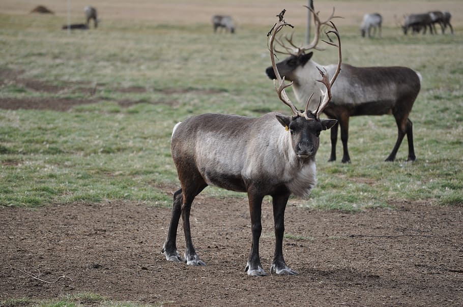 herd, grey, deer, caribou, reindeer, animals, wildlife, nature, wild, antlers