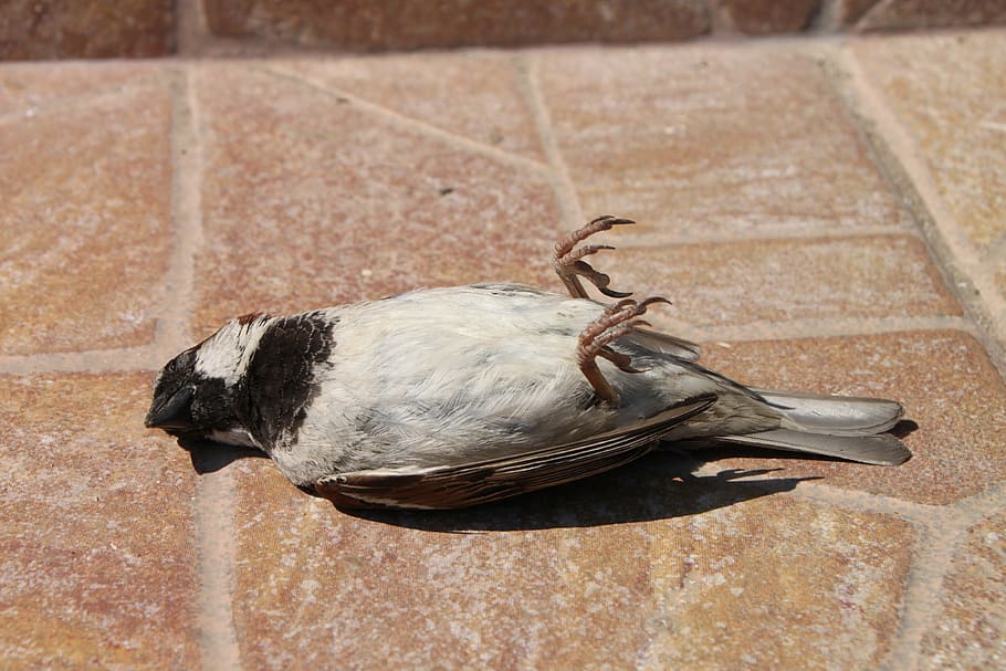 white, black, bird, lying, brown, surface, sparrow, dead, accident, wildlife