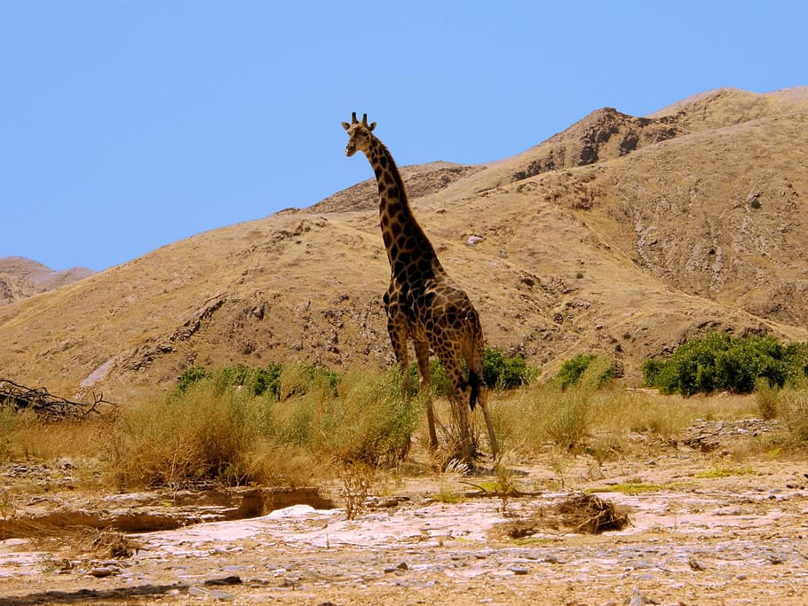jirafa, colinas, estribaciones, calor, sol, namibia, arena, rocas, Scenics - naturaleza, medio ambiente