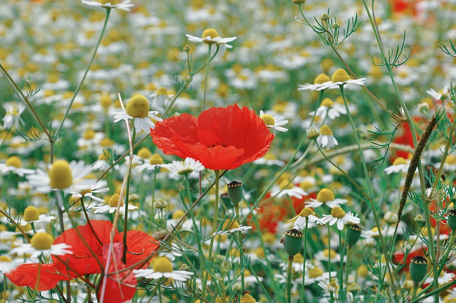flower, poppy, chamomile, wheat, summer, red, prato, meadows, field, poppies