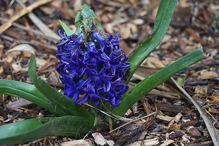 flower, hyacinth, flora, nature, spring, wild hyacinth, blossom, flowering, garden, plants
