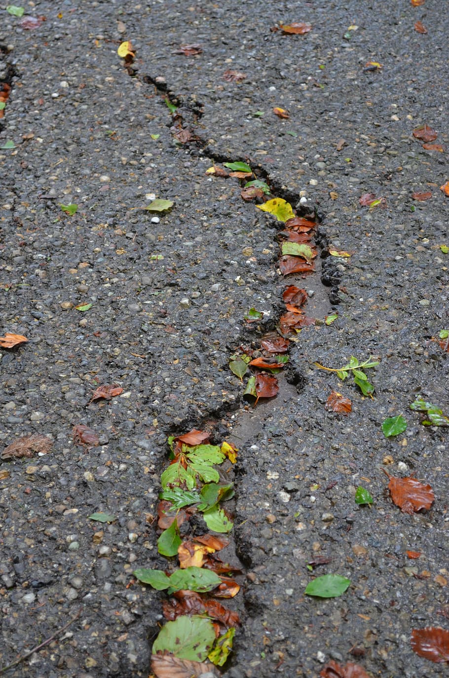 crack, asphalt, road, nature, green, grey, leaves, forest, ground, furrow
