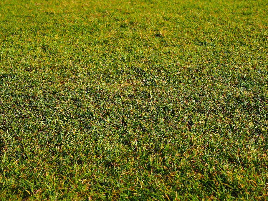 Rush, Grass, Frisch, Meadow, green, texture, background, blades of grass, spring, lawn
