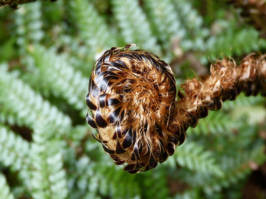 brown fiddlehead fern, fern, green, plant, forest, leaf, nature, bud, new zealand, rainforest