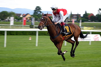 Royalty-free horse Racing photos free download - Pxfuel