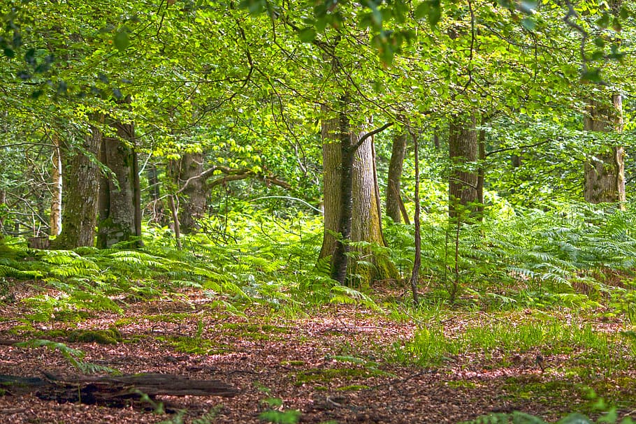 green, foliage trees, brown, soil, forest, woods, woodland, trees, nature, landscape