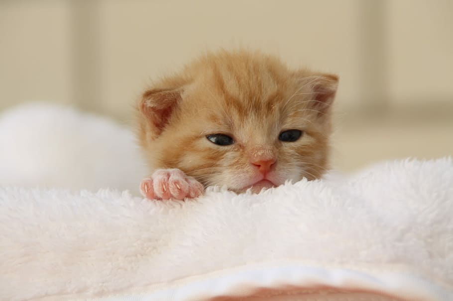 orange, tabby, kitten, towel, orange tabby, cat, puppy, young cat, playful, pet