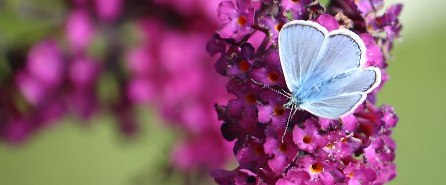 common, blue, butterfly, purple, petaled flowers, nectar, natural, banner, flower, flowering plant