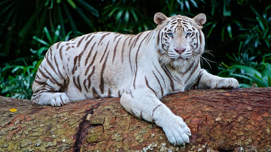 tiger, daytime, white tiger, panthera tigris tigris, keysa, animal, feline, undomesticated Cat, mammal, carnivore