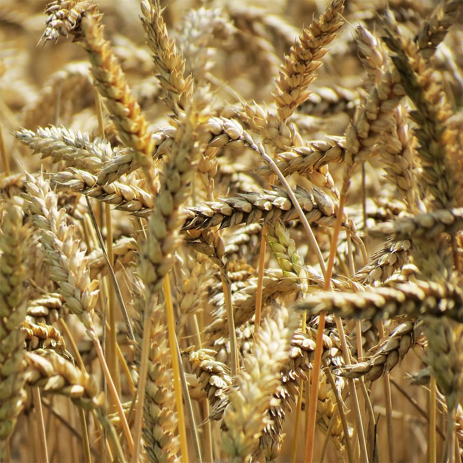 wheat, plants, agriculture, crop, plant, growth, cereal plant, close-up, nature, field