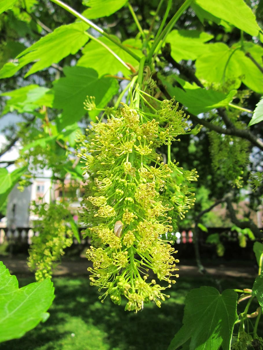 acer pseudoplatanus, sycamore, sycamore maple, tree, flora, plant, botany, inflorescence, srping, species