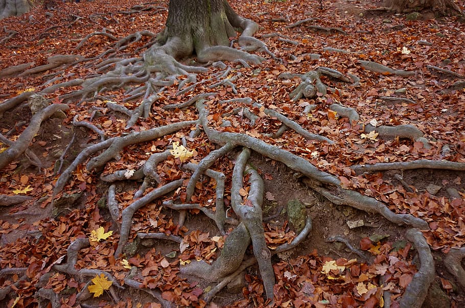 ブラウン, 木の根, フォーカス写真, 根, 木, 休日, 色, 秋, 森, 自然