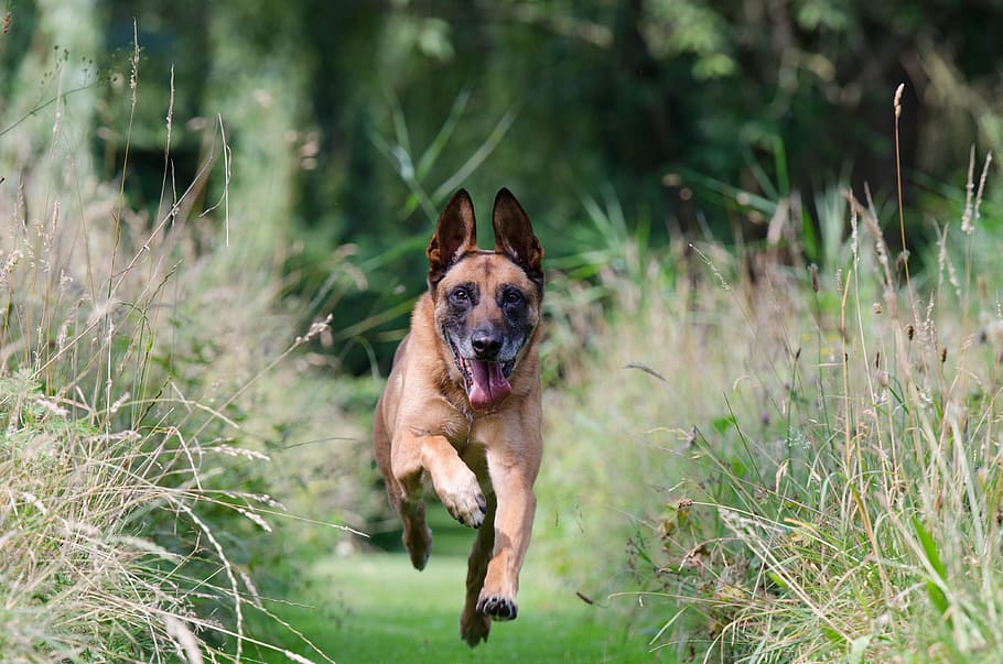 time-lapse photography, adult, tan, german shepherd, running, green, grass, daytime, running dog, motion recording