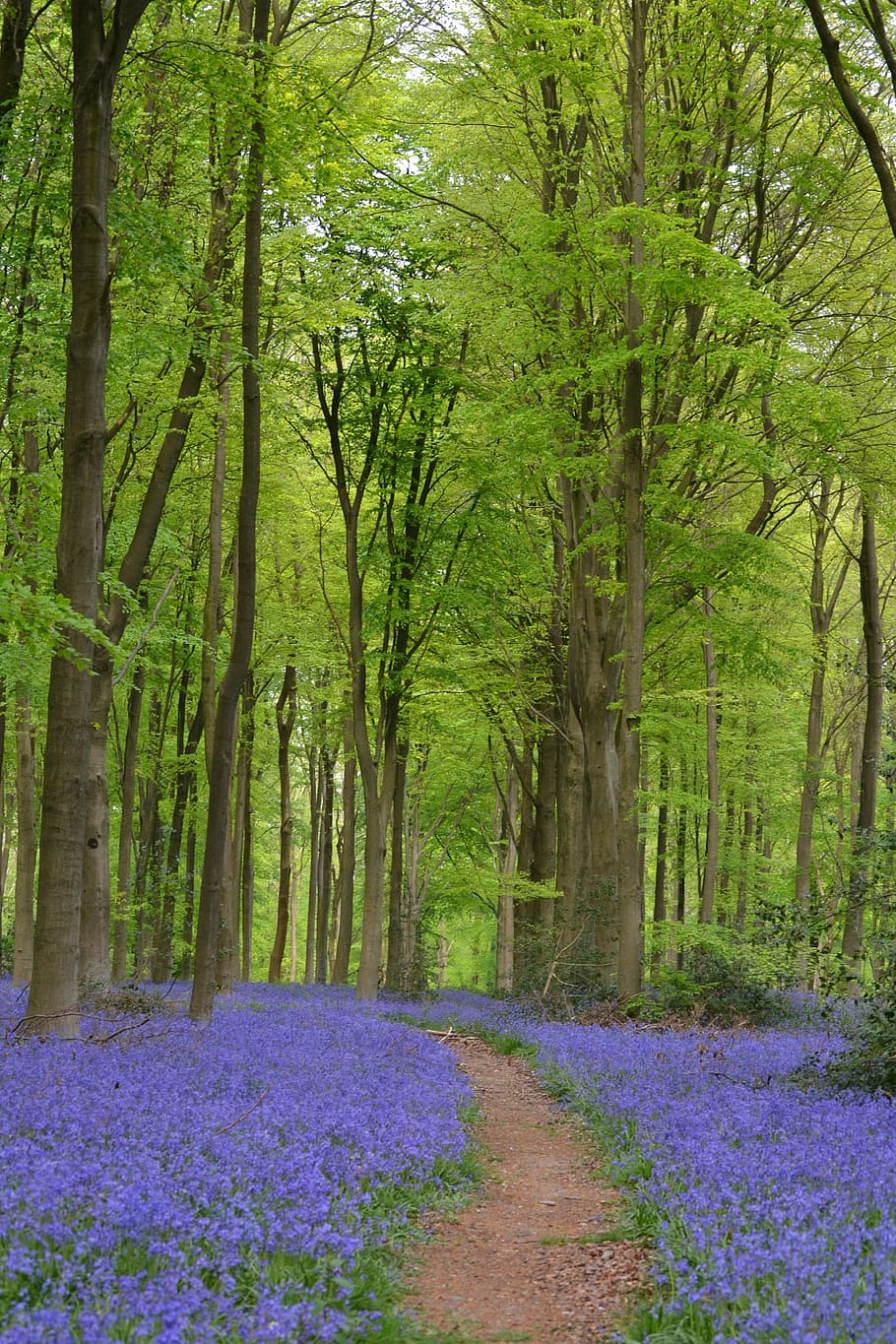 pathway, purple, petaled flower bed, trees, in between, flower bed, flowers, forest, beech wood, england
