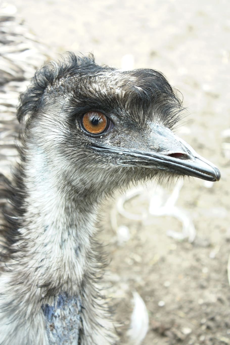 emu, bird, beak, pen, fly, eye, feb, feathers, ostrich, zoo