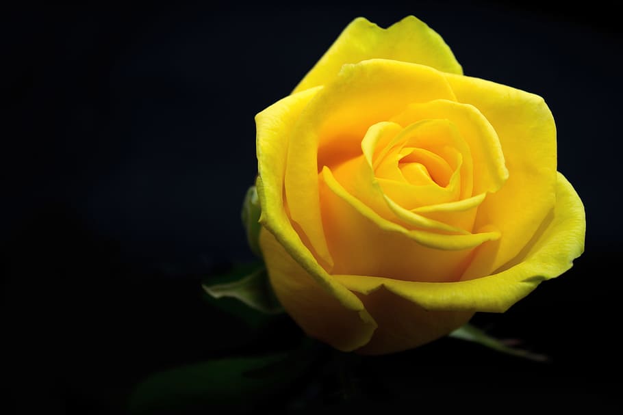 closeup, yellow, rose, flower, love, romance, give, plant, black background, nature