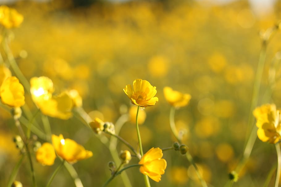 bokeh photography, yellow, rapeseed flowers, wild flowers, fields, color, summer, warmth, inspire, floral