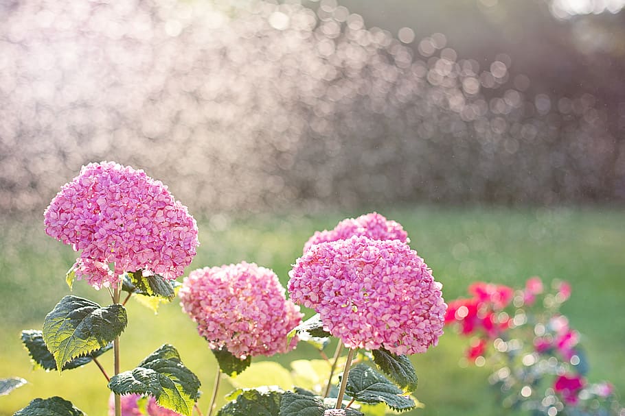 hydrangeas, watering, sprinkling, sprinkler, garden, tending, pink, summer, flowers, plants