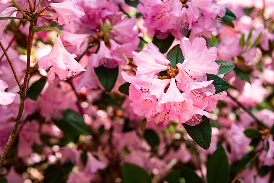 azalea, flower, garden, spring, flowering plant, plant, beauty in nature, pink color, fragility, growth