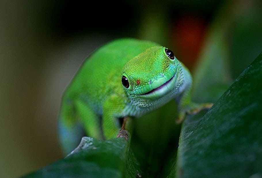 Madagaskar, Hari, Tokek, kadal hijau, tema hewan, satwa liar, hewan, satu hewan, hewan liar, warna hijau
