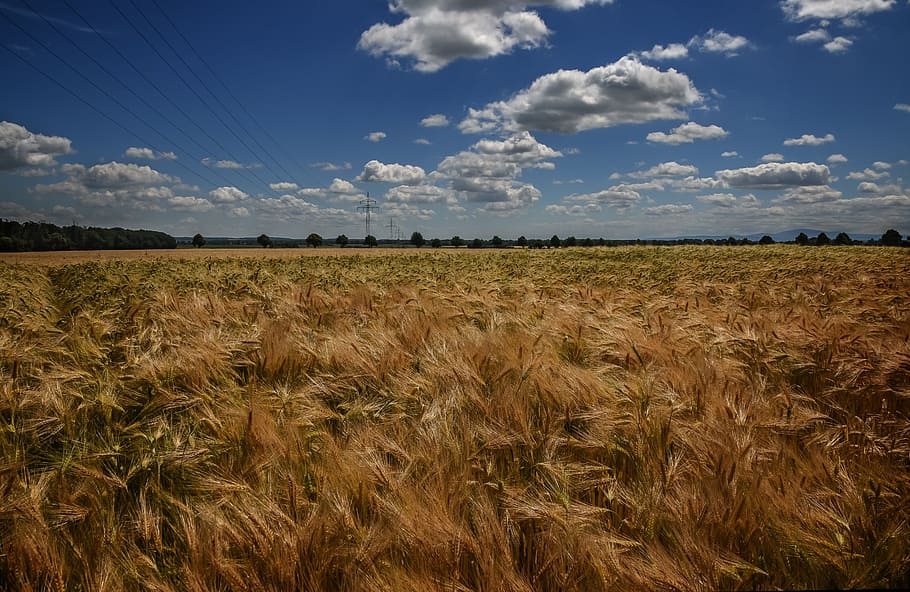 Ржаное поле фото