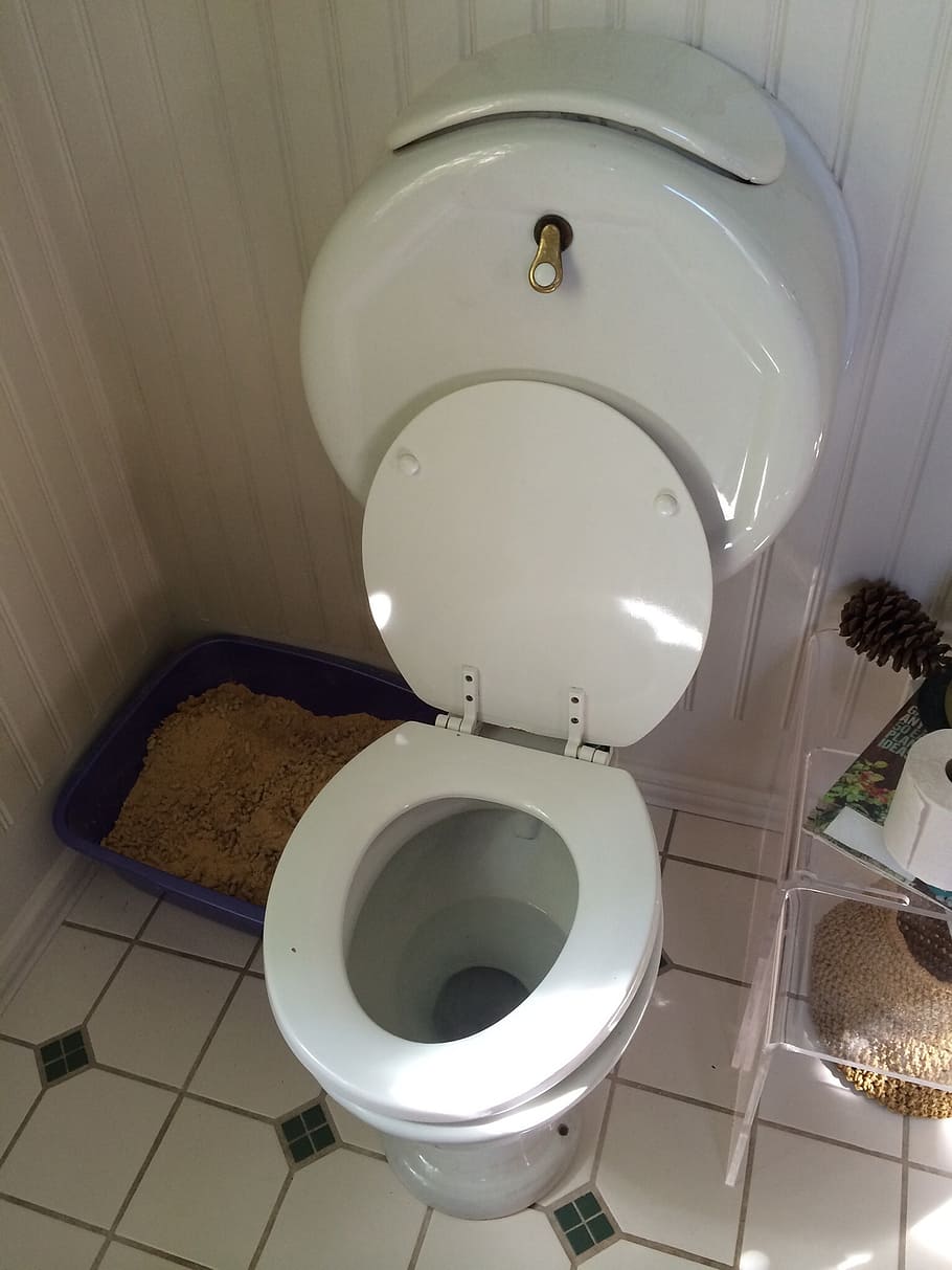clean, ceramic, toilet bowl, opened, lid, toilet, wc, bathroom, plumbing, bowl
