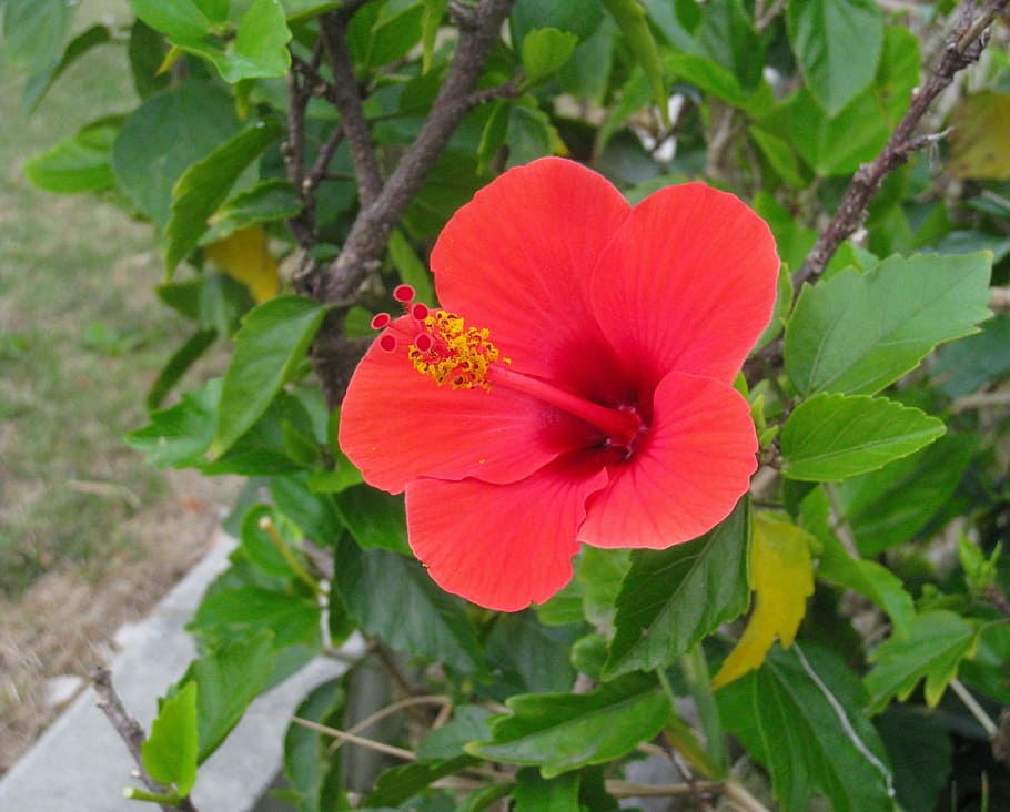Hibisco, vermelho, folha, verde, um, flor, uma flor, ilha ishigaki, okinawa, japão