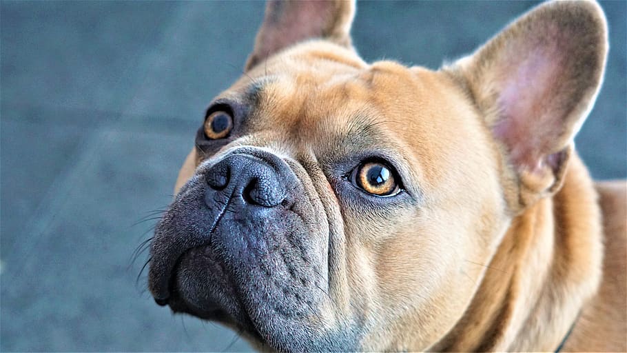 face, eyes, nose, french bulldog, dog, fur, beige, snout, hair, ears