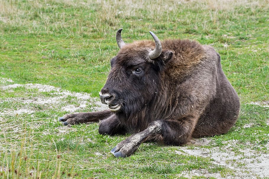 bison, bison europe, lying, horns, grass, animal, animal themes, mammal, animal wildlife, field