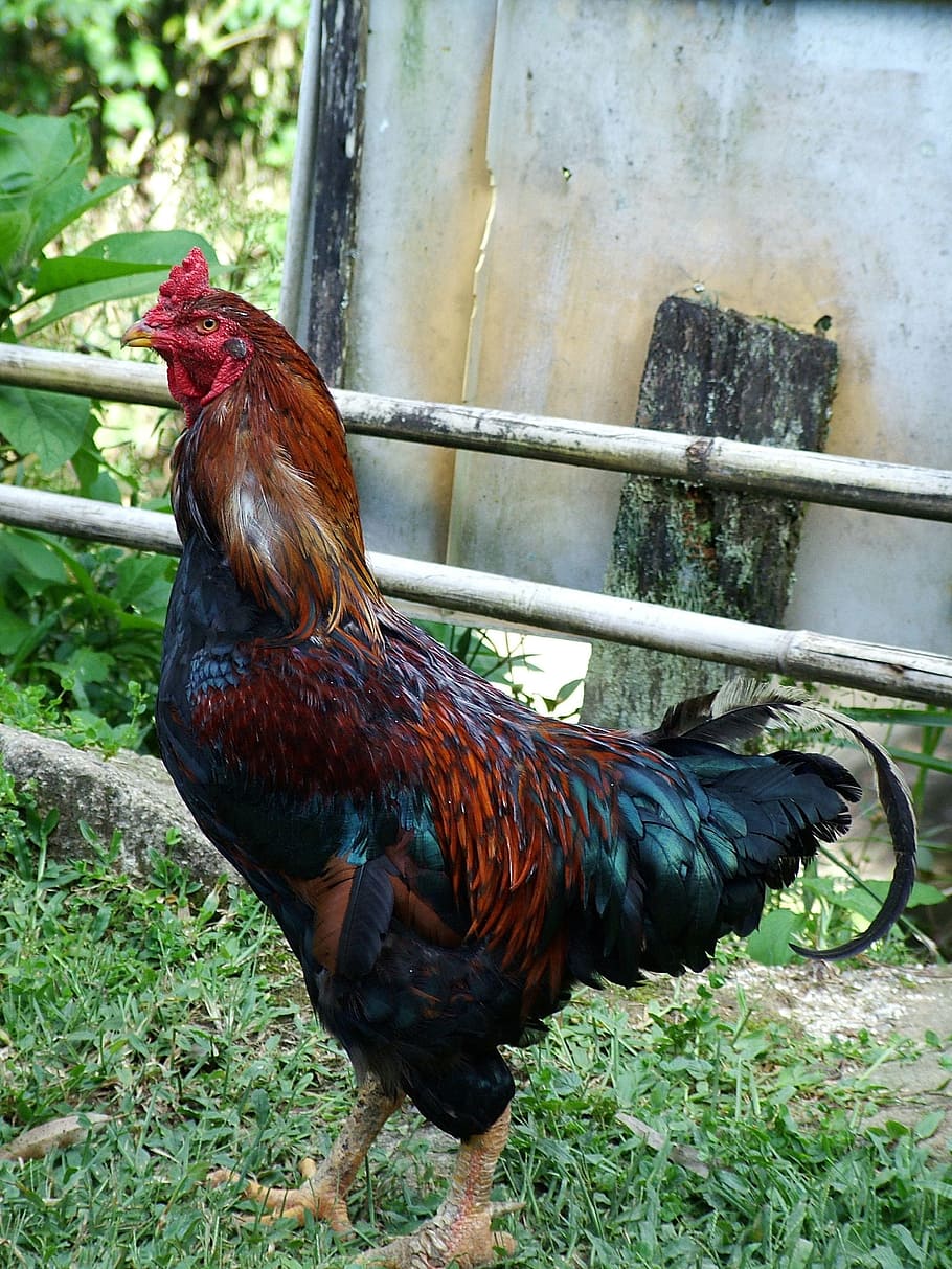Cock, Farm, Rural, Poultry, chicken - bird, rooster, livestock, domestic animals, one animal, cockerel