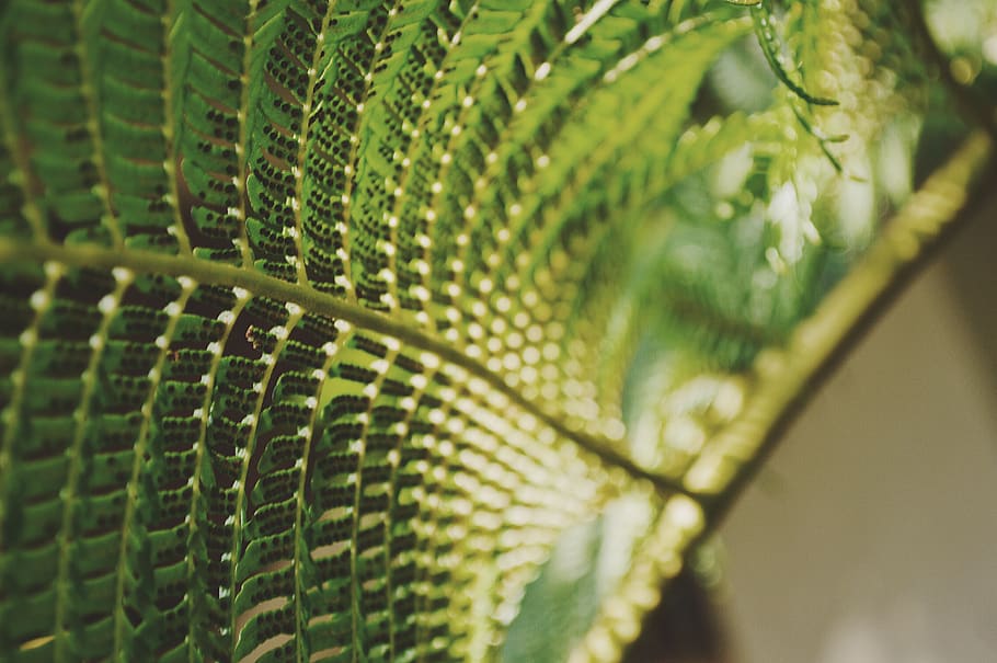 green, plant, nature, bokeh, blur, green color, close-up, selective focus, leaf, plant part