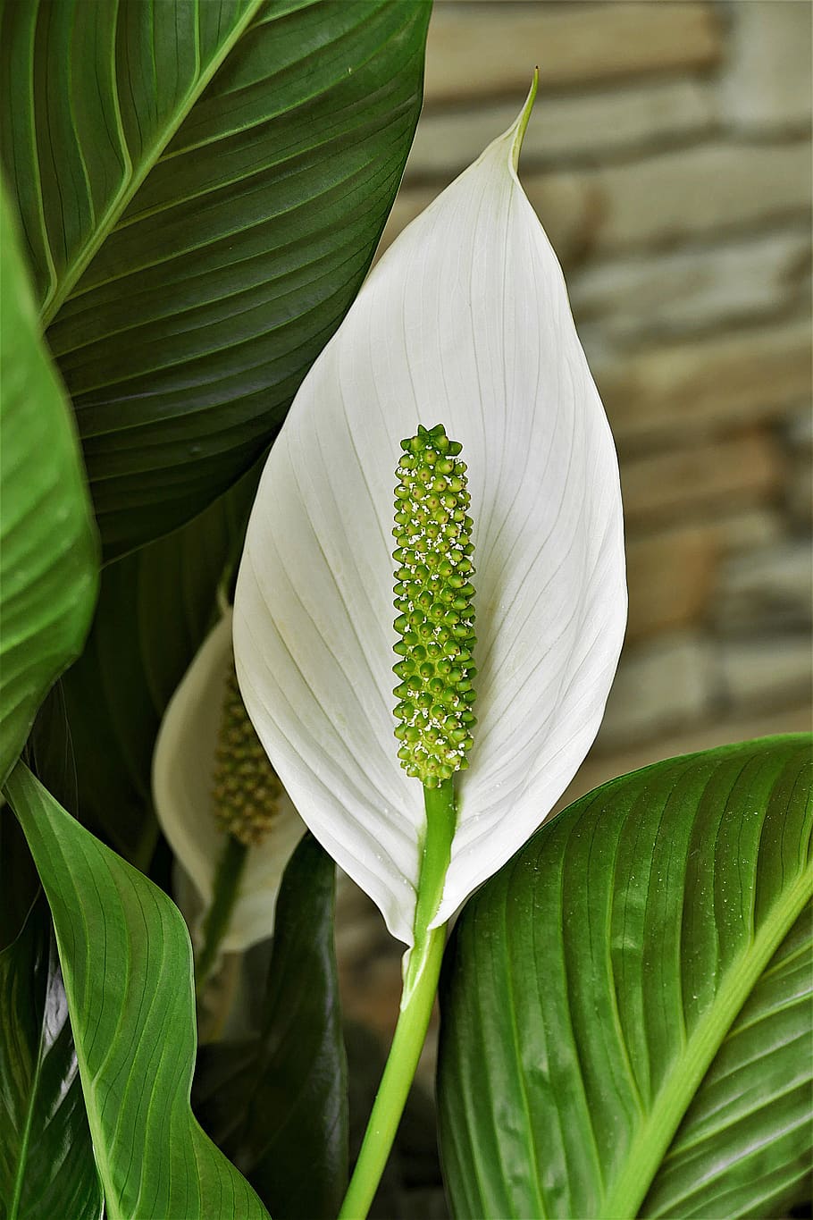 spathiphyllum, peace lily, white, flower flask, bract, page banner, plant, growth, plant part, leaf