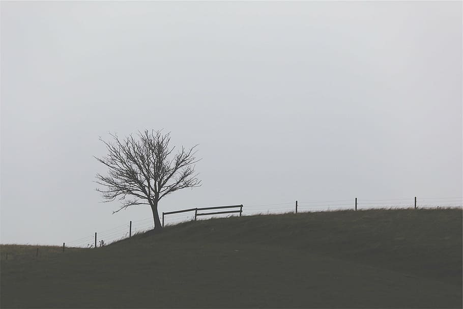 Коричневый, дерево, Трава поле, дневное время, пейзаж, забор, трава, Поля, серый, небо