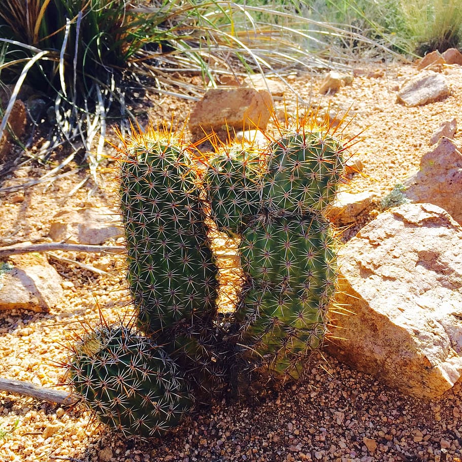 cactus, desert, arizona, southwest, tucson, landscape, hot, plants, west, nature